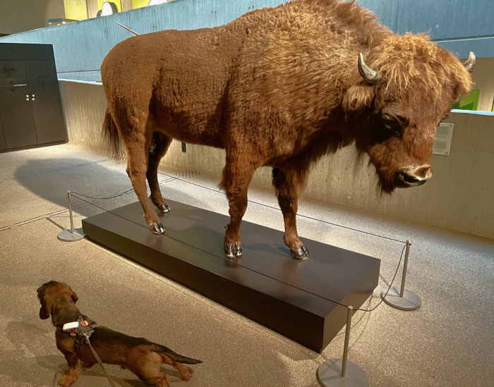 © Carsten Dahlmann/NeanderthalMuseum